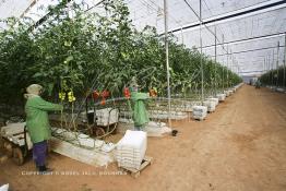 Image du Maroc Professionnelle de  Agriculture moderne au Sahara, des femmes marocaines effectuent la cueillette des tomates en grappes sous une serre dans une ferme à Dakhla. Dans cette région la production des tomates en grappes bénéficie d’un climat phénoménalement ensoleillé, tempéré et régulier, Mardi 21 Novembre 2006. Avec l'introduction des cultures sous abris serres, la région de Dakhla est devenue en très peu de temps célèbre pour ces productions de fruits et légumes destinés à l’export. (Photo / Abdeljalil Bounhar) 